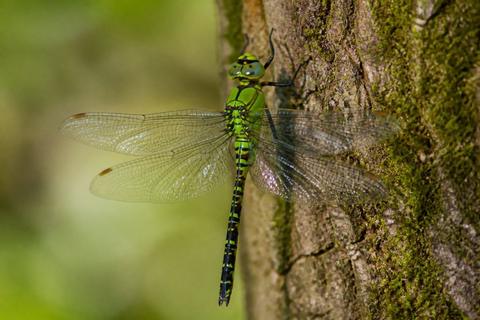 Insect Identification guides