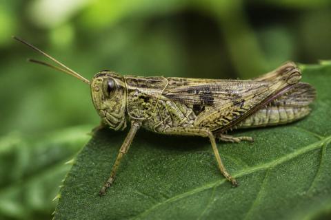 The Circulatory System of Insects: An Overview