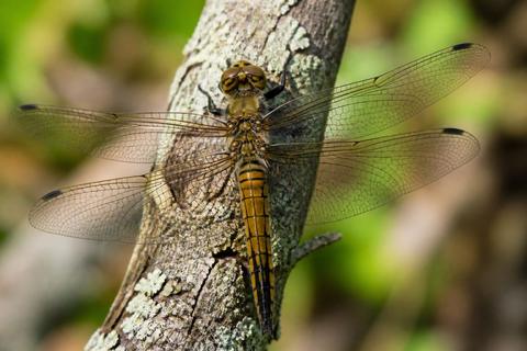 The Connection Between Insects and Spiritual Beliefs
