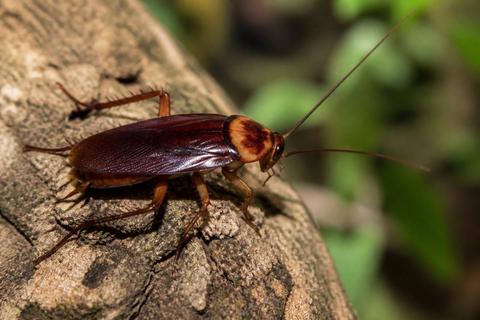 The Digestive System of Cockroaches Explained