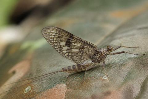 The Evolution of Insects: A Journey Through Time