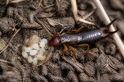 The Evolution of Parental Care in Insect Species