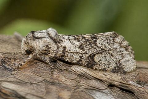 The Impact of the Industrial Revolution on Insect Populations