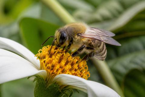 The Interdependence of Insects and Ecosystem Health: A Key Relationship