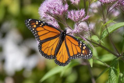 The Significance of Butterflies in Global Mythologies