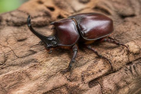 The Use of Insects in Traditional Medicine Across Cultures