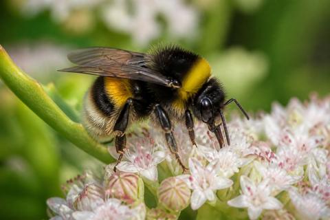 Top 10 Facts About Bumblebees That You Need to Know