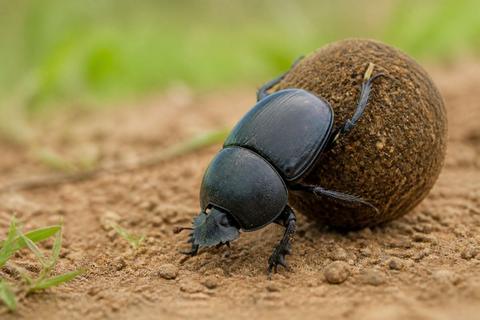 Top 10 Facts About Dung Beetles That You Need to Know