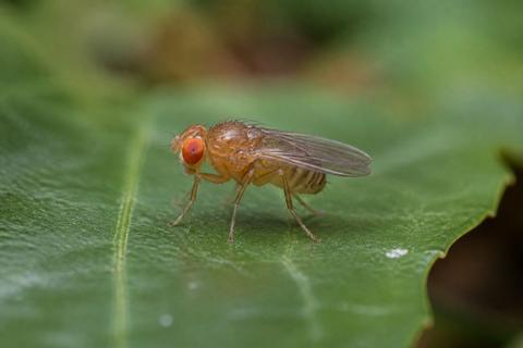 Top 10 Facts About Fruit Flies That You Need to Know