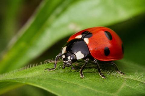 Top 10 Facts About Ladybugs That You Need to Know