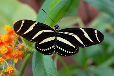 Top 10 Facts About Zebra Longwing Butterflies That You Need to Know