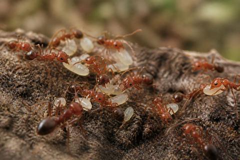 Understanding Ant Foraging Behavior: Strategies and Patterns