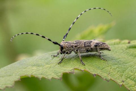Understanding the Influence of Terrestrial Ecosystems on Insect Diversity