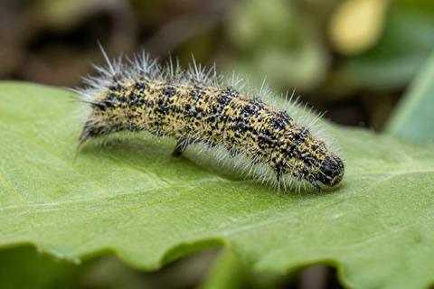 Insect Behavior guides