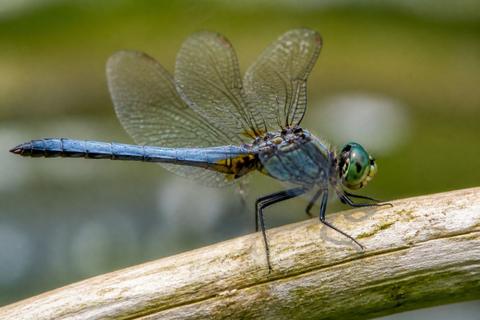 What Are The Benefits of Dragonflies