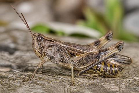 What Are The Benefits of Grasshoppers