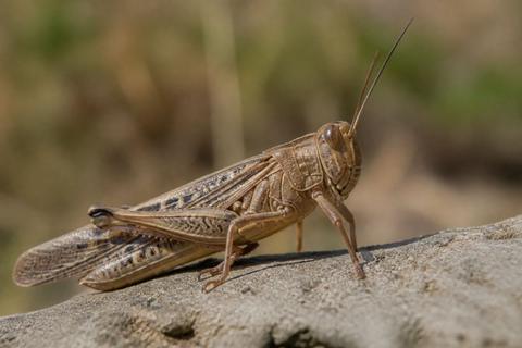What Are The Benefits of Locusts