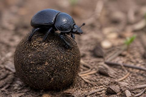What Are the Characteristics of Dung Beetles? Size, Color, and Behavior