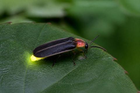 What Are the Characteristics of Fireflies? Size, Color, and Behavior