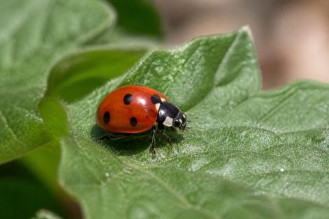 What Are the Characteristics of Ladybugs? Size, Color, and Behavior