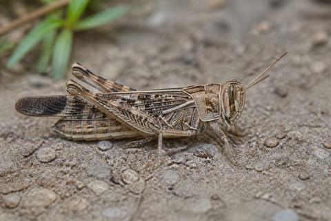 What Are the Characteristics of Locusts? Size, Color, and Behavior