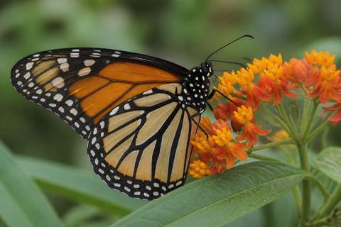 What Are the Characteristics of Monarch Butterflies? Size, Color, and Behavior