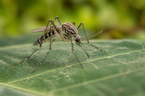 What Are the Characteristics of Mosquitoes? Size, Color, and Behavior
