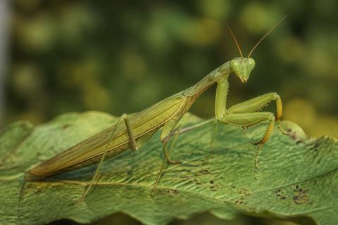 What Are the Characteristics of Praying Mantises? Size, Color, and Behavior