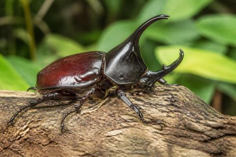 What Are the Characteristics of Rhinoceros Beetles? Size, Color, and Behavior