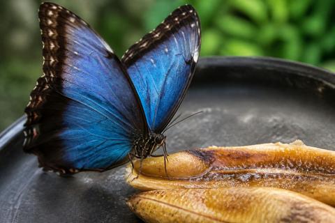 What Do Blue Morpho Butterflies Eat? Diet and Feeding Habits