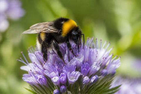 What Do Bumblebees Eat? Diet and Feeding Habits