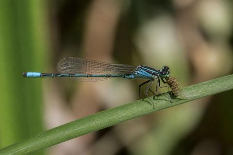 What Do Damselflies Eat? Diet and Feeding Habits