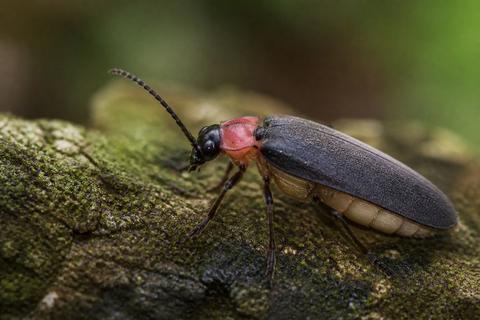 What Do Fireflies Eat? Diet and Feeding Habits