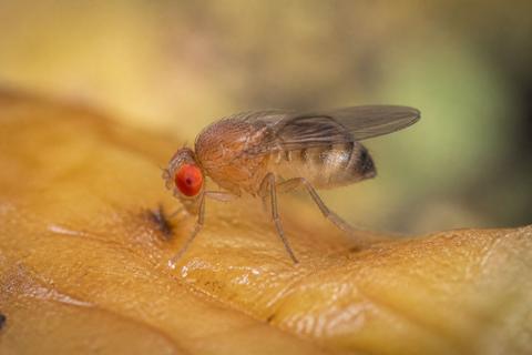 What Do Fruit Flies Eat? Diet and Feeding Habits