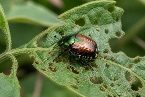What Do Japanese Beetles Eat? Diet and Feeding Habits
