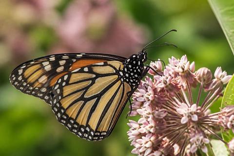 What Do Monarch Butterflies Eat? Diet and Feeding Habits