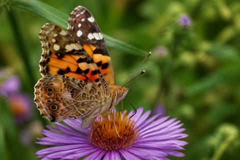 What Do Painted Lady Butterflies Eat? Diet and Feeding Habits
