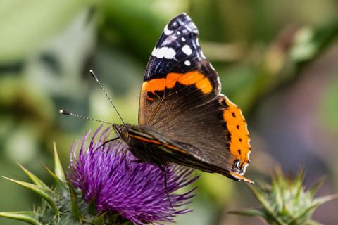 What Do Red Admiral Butterflies Eat? Diet and Feeding Habits