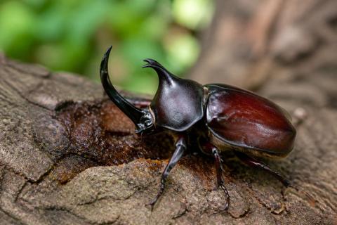 What Do Rhinoceros Beetles Eat? Diet and Feeding Habits