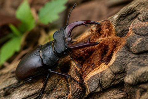 What Do Stag Beetles Eat? Diet and Feeding Habits