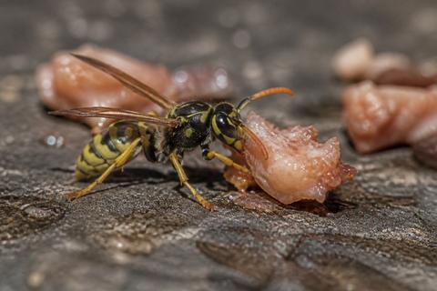 What Do Yellowjackets Eat? Diet and Feeding Habits
