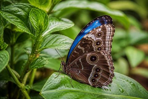 What Is the Life Cycle of Blue Morpho Butterflies? Stages and Facts