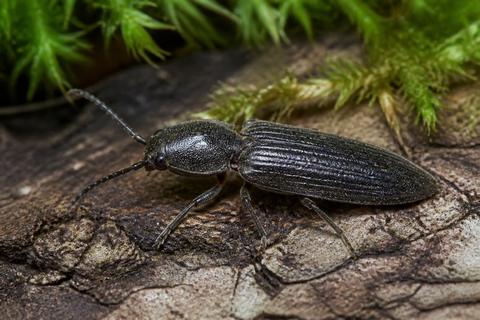 What Is the Life Cycle of Click Beetles? Stages and Facts