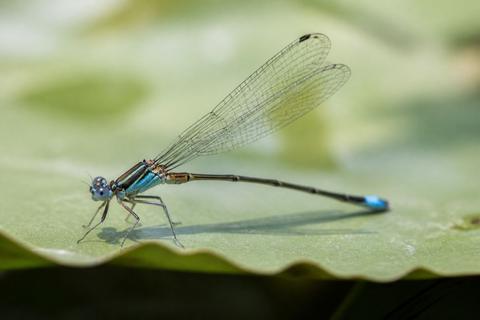 What Is the Life Cycle of Damselflies? Stages and Facts