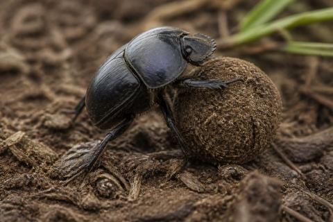 What Is the Life Cycle of Dung Beetles? Stages and Facts
