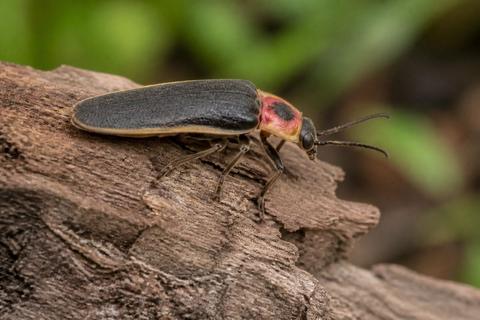 What Is the Life Cycle of Fireflies? Stages and Facts