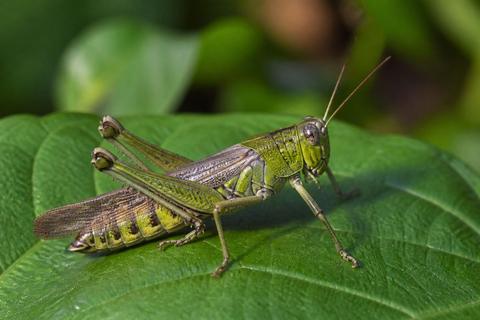 What Is the Life Cycle of Grasshoppers? Stages and Facts