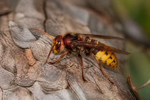 What Is the Life Cycle of Hornets? Stages and Facts