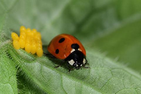 What Is the Life Cycle of Ladybugs? Stages and Facts