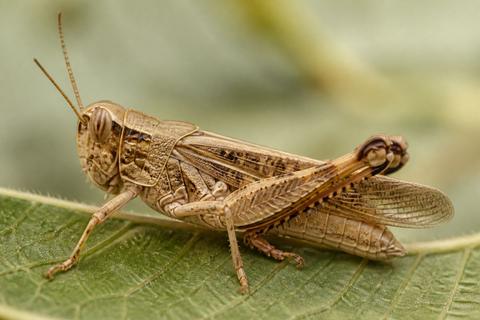 What Is the Life Cycle of Locusts? Stages and Facts